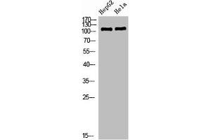 Western Blot analysis of HEPG2 Hela cells using NLRX1 Polyclonal Antibody diluted at 1:1000. (NLRX1 antibody  (AA 581-630))