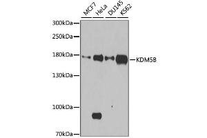 Western blot analysis of extracts of various cell lines, using KDM5B antibody. (KDM5B antibody)