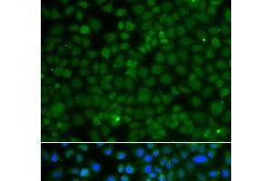 Immunofluorescence analysis of A549 cells using WDR45 Polyclonal Antibody (WDR45 antibody)