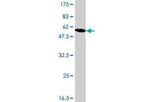 Western Blot detection against Immunogen (54. (FMR1NB antibody  (AA 1-255))