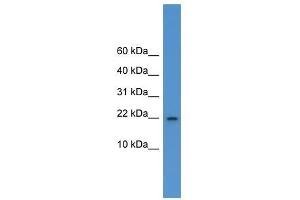 Il1f5 antibody used at 0. (FIL1d antibody  (C-Term))