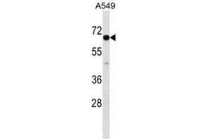 CLPTM1L Antibody (C-term) western blot analysis in A549 cell line lysates (35µg/lane). (CLPTM1L antibody  (C-Term))