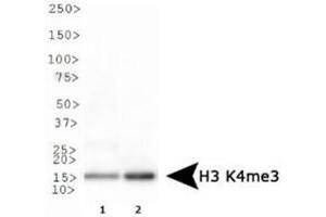 Western Blot of Rabbit Anti-Histone H3 K4/me3 Antibody. (Histone 3 antibody  (H3K4me3))