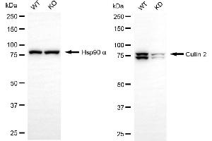 Western blotting analysis using cullin 2 antibody (ABIN7798177). (Recombinant Cullin 2 antibody)