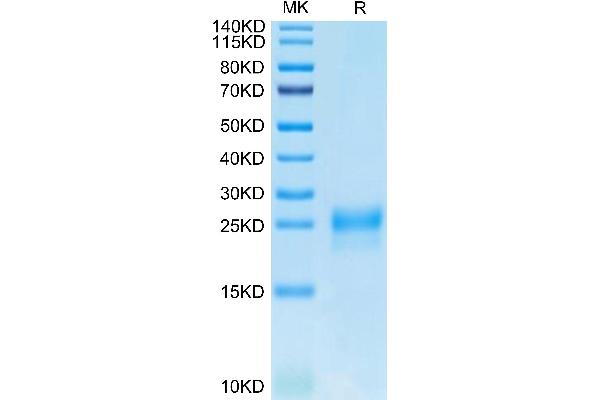 VEGFC Protein (AA 103-227) (His-Avi Tag)