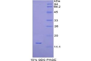 SDS-PAGE analysis of Human H2AFJ Protein. (H2AFJ Protein)