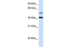 WB Suggested Anti-ARMCX1 Antibody Titration:  0. (ARMCX1 antibody  (C-Term))