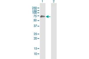 Western Blot analysis of SHC3 expression in transfected 293T cell line by SHC3 MaxPab polyclonal antibody. (SHC3 antibody  (AA 1-594))
