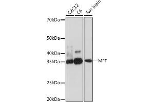 Western blot analysis of extracts of various cell lines, using MFF Rabbit mAb (ABIN7268550) at 1:500 dilution. (MFF antibody)