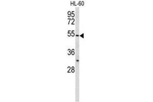 Western blot analysis of BPI Antibody (Center) in HL-60 cell line lysates (35µg/lane). (BPI antibody  (Middle Region))