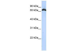 RAVER1 antibody used at 1 ug/ml to detect target protein. (RAVER1 antibody  (Middle Region))