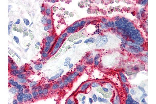 CD59 antibody