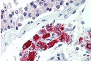 Human Testis (formalin-fixed, paraffin-embedded) stained with NKX3-1 antibody ABIN462123 followed by biotinylated anti-mouse IgG secondary antibody ABIN481714, alkaline phosphatase-streptavidin and chromogen. (NKX3-1 antibody  (N-Term))
