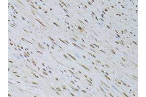 Immunohistochemistry of paraffin-embedded rat testis using HDGFRP3 Rabbit pAb (ABIN6133452, ABIN6141699, ABIN6141700 and ABIN6224799) at dilution of 1:150 (40x lens). (HDGFRP3 antibody  (AA 90-203))