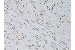 Immunohistochemistry of paraffin-embedded rat testis using HDGFRP3 Rabbit pAb (ABIN6133452, ABIN6141699, ABIN6141700 and ABIN6224799) at dilution of 1:150 (40x lens).