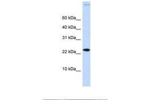 Image no. 1 for anti-Chromatin Accessibility Complex 1 (CHRAC1) (C-Term) antibody (ABIN6737871) (CHRAC1 antibody  (C-Term))