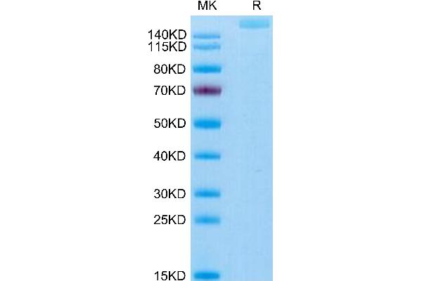 THSD7A Protein (AA 48-1607) (His tag)