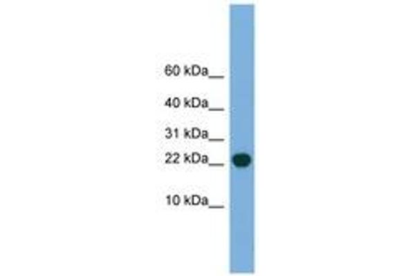 POP5 antibody  (C-Term)