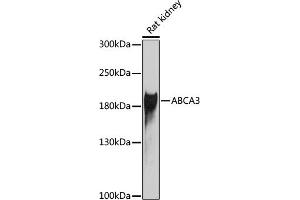 Western blot analysis of extracts of rat kidney, using  antibody (ABIN6131385, ABIN6136335, ABIN6136336 and ABIN6222585) at 1:1000 dilution. (ABCA3 antibody  (AA 43-203))
