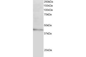 ABIN185037 staining (3µg/ml) of Human Liver lysate (RIPA buffer, 30µg total protein per lane). (LDLRAP1 antibody  (N-Term))