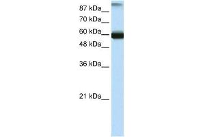 GTF3C5 antibody used at 0. (GTF3C5 antibody  (N-Term))