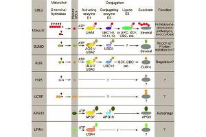Conjugation pathways for ubiquitin and ubiquitin-like modifiers (UBLs). (APG8 / ATG8 antibody)
