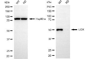 Western blotting analysis using LOX antibody (ABIN7799311). (Recombinant LOX antibody)