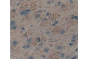 IHC-P analysis of Rat Tissue, with DAB staining. (Neuropilin 1 antibody  (AA 645-821))