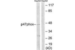 Western blot analysis of extracts from HepG2 cells, treated with TNF 20ng/ml 5', using p47 phox (Ab-345) Antibody.