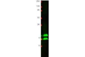 Western blot using  protein-A purified anti-bovine IFN gamma antibody shows detection of recombinant bovine IFN gamma at 16. (Interferon gamma antibody)