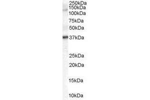 Western Blotting (WB) image for anti-Galanin Receptor 3 (GALR3) (C-Term) antibody (ABIN2465744) (GALR3 antibody  (C-Term))