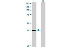 Western Blot analysis of TSTA3 expression in transfected 293T cell line by TSTA3 MaxPab polyclonal antibody. (TSTA3 antibody  (AA 1-321))