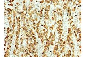 Immunohistochemistry of paraffin-embedded human adrenal gland tissue using ABIN7145033 at dilution of 1:100 (ASNA1 antibody  (AA 1-348))