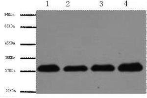 Western Blotting (WB) image for anti-Proliferating Cell Nuclear Antigen (PCNA) antibody (ABIN5957357) (PCNA antibody)