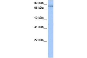 TTC14 antibody used at 0. (TTC14 antibody  (N-Term))