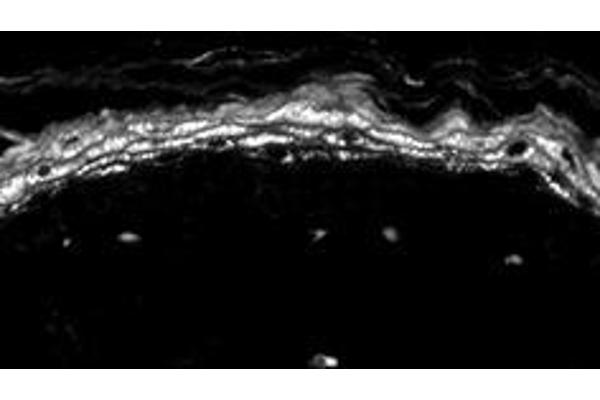 Nav1.8 antibody  (AA 1724-1956)