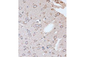 Immunohistochemistry of paraffin-embedded Rat brain using OR2S2 Rabbit pAb (ABIN7269087) at dilution of 1:100 (40x lens). (OR2S2 antibody  (AA 200-300))