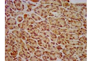 IHC image of ABIN7155939 diluted at 1:800 and staining in paraffin-embedded human pancreatic tissue performed on a Leica BondTM system. (HIP1R antibody  (AA 304-487))