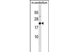 FG Antibody (N-term) (ABIN1538836 and ABIN2849341) western blot analysis in mouse cerebellum tissue lysates (35 μg/lane). (Mafg antibody  (N-Term))
