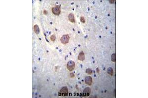 RGS7 Antibody immunohistochemistry analysis in formalin fixed and paraffin embedded human brain tissue followed by peroxidase conjugation of the secondary antibody and DAB staining. (RGS7 antibody  (C-Term))