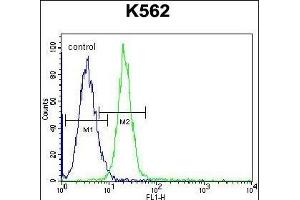 JAG1 Antibody (C-term) (ABIN656080 and ABIN2845426) flow cytometric analysis of K562 cells (right histogram) compared to a negative control cell (left histogram). (JAG1 antibody  (C-Term))