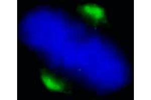 Immunofluorescence (IF) image for anti-Asp (Abnormal Spindle) Homolog, Microcephaly Associated (ASPM) (C-Term) antibody (ABIN7448380) (ASPM antibody  (C-Term))
