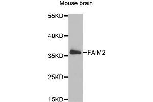 Western blot analysis of extracts of mouse brain, using FAIM2 antibody (ABIN1877138) at 1:1000 dilution. (FAIM2 antibody)