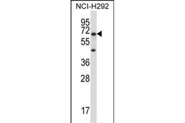 PODXL2 Antikörper  (C-Term)