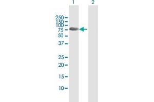 Western Blot analysis of SYN3 expression in transfected 293T cell line by SYN3 MaxPab polyclonal antibody. (Synapsin III antibody  (AA 1-580))