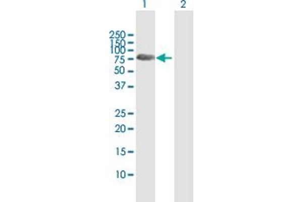 Synapsin III antibody  (AA 1-580)