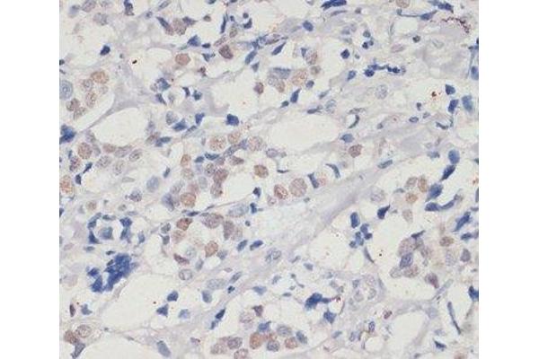 DNMT1 antibody