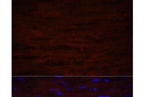 Immunofluorescence analysis of Rat heart using ASPN Polyclonal Antibody at dilution of 1:100 (40x lens). (Asporin antibody)