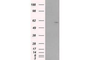 Image no. 3 for anti-Cytochrome P450, Family 1, Subfamily A, Polypeptide 2 (CYP1A2) antibody (ABIN1497718)
