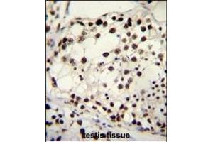 TRIM28 Antibody (N-term) (ABIN655811 and ABIN2845236) immunohistochemistry analysis in formalin fixed and paraffin embedded human testis tissue followed by peroxidase conjugation of the secondary antibody and DAB staining. (KAP1 antibody  (N-Term))